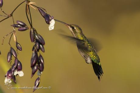 Picaflor común (Glittering-bellied Emerald) Chlorostilbon lucidus