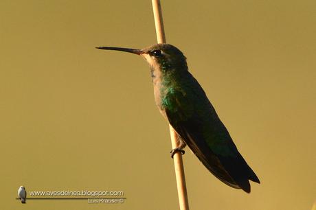 Picaflor común (Glittering-bellied Emerald) Chlorostilbon lucidus