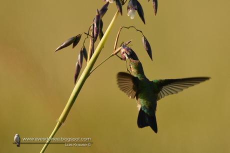 Picaflor común (Glittering-bellied Emerald) Chlorostilbon lucidus