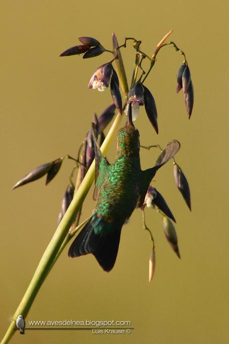 Picaflor común (Glittering-bellied Emerald) Chlorostilbon lucidus