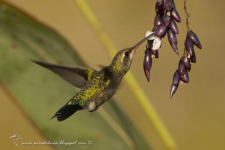 Picaflor común (Glittering-bellied Emerald) Chlorostilbon lucidus