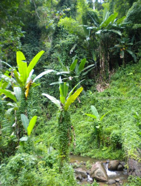 selva Chiang Mai