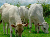 Feria ganadera Chamaca busca impulsar ganado productos lácteos