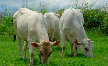 Feria ganadera en Chamaca busca impulsar el ganado y los productos lácteos feria-ganado-productos-lacteos-chamaca-chumbivilcas