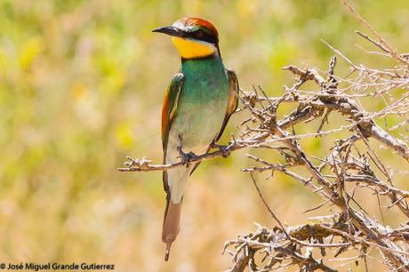 European bee-eater/Merops apiaster/Abejaruco europeo