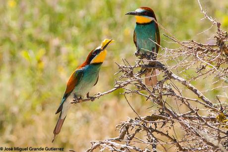 European bee-eater/Merops apiaster/Abejaruco europeo