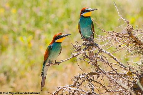 European bee-eater/Merops apiaster/Abejaruco europeo