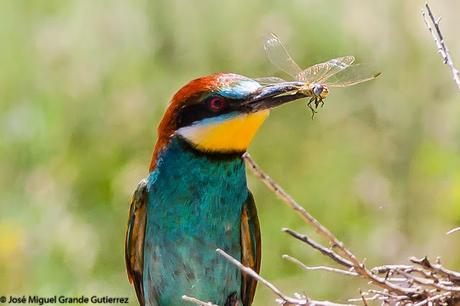 European bee-eater/Merops apiaster/Abejaruco europeo