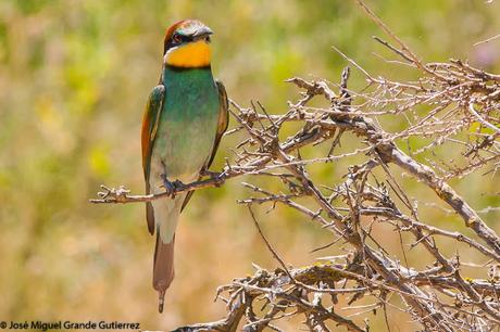 European bee-eater/Merops apiaster/Abejaruco europeo