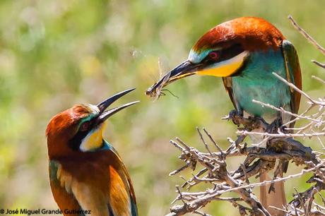 European bee-eater/Merops apiaster/Abejaruco europeo