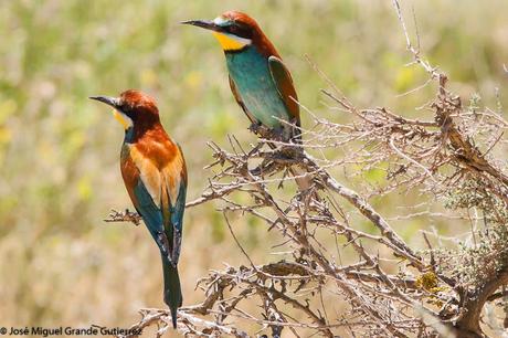 European bee-eater/Merops apiaster/Abejaruco europeo