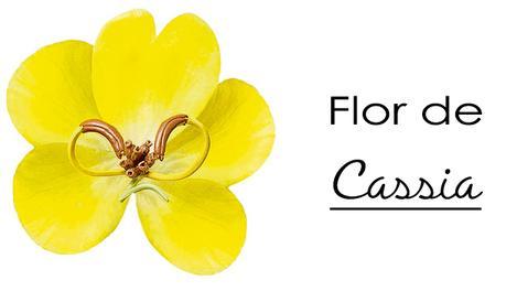 ¿Qué es la Flor de Cassia?
