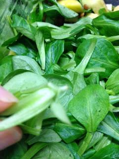 ENSALADA DE LENTEJAS , SALMÓN Y MANGO