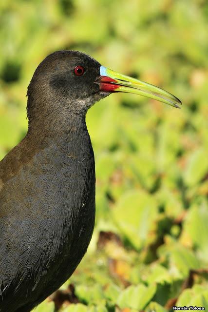 Gallinetas territoriales
