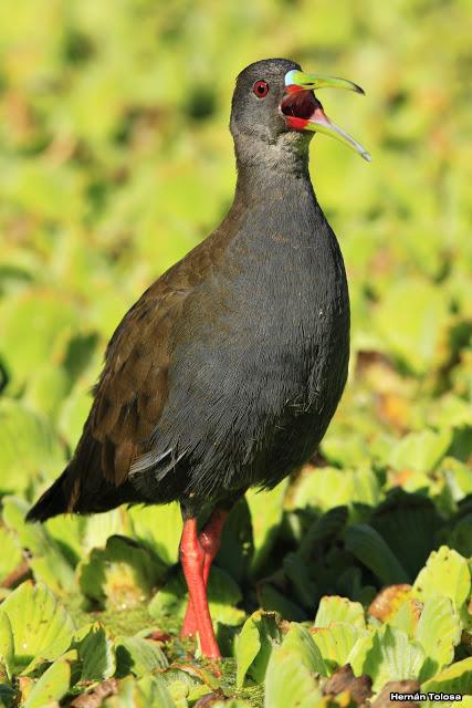 Gallinetas territoriales