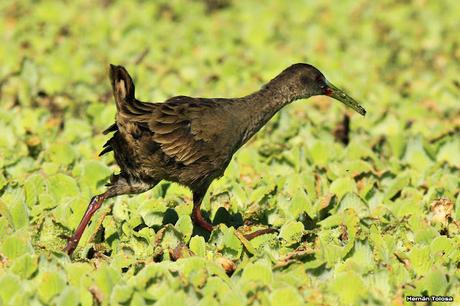 Gallinetas territoriales