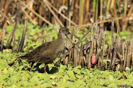 Gallinetas territoriales