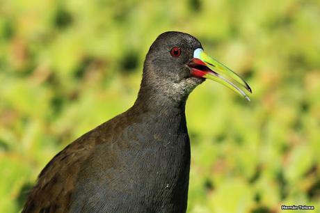 Gallinetas territoriales