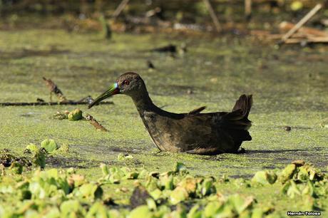Gallinetas territoriales