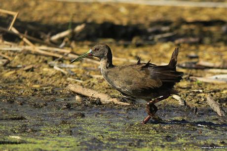 Gallinetas territoriales