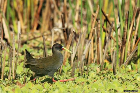 Gallinetas territoriales
