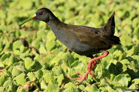 Gallinetas territoriales