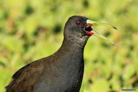 Gallinetas territoriales
