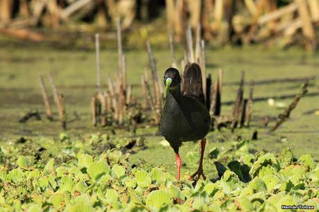 Gallinetas territoriales
