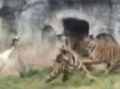 Grulla pelea tres tigres logra sobrevivir zoológico China
