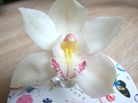 Fotografiando una orquídea