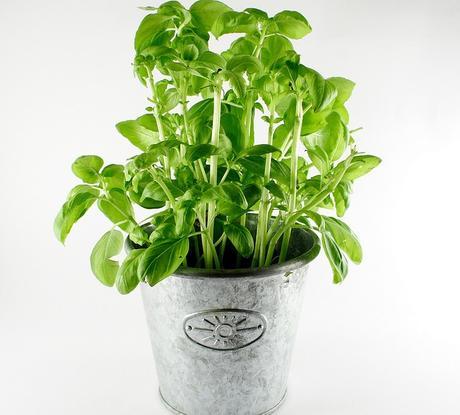 Plantas medicinales que alcalinizan el organismo Plantas medicinales que alcalinizan el organismo