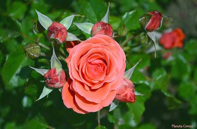 Rincones. La Rosaleda de Madrid