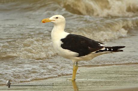 Gaviota cocinera (Kelp Gull) Larus dominicanus