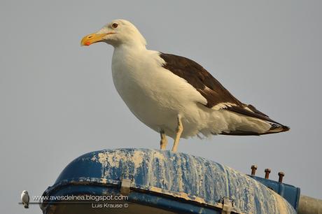 Gaviota cocinera (Kelp Gull) Larus dominicanus