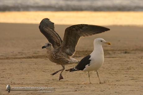 Gaviota cocinera (Kelp Gull) Larus dominicanus