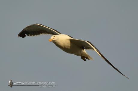 Gaviota cocinera (Kelp Gull) Larus dominicanus
