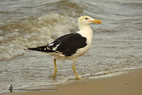 Gaviota cocinera (Kelp Gull) Larus dominicanus