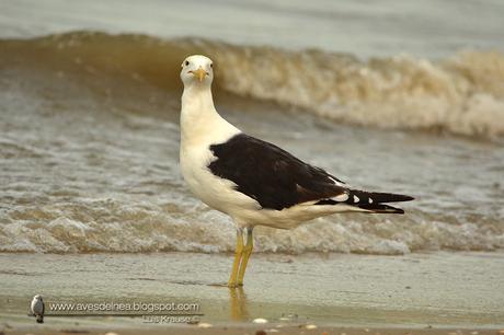 Gaviota cocinera (Kelp Gull) Larus dominicanus