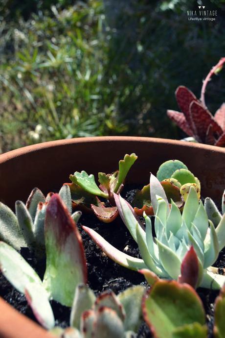diy, jardin, maceta, tiesto, cactus, crasas, suculentas, sustrato,plantar, decoracion