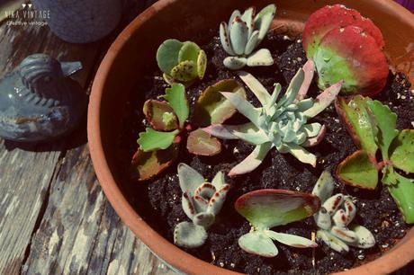 diy, jardin, maceta, tiesto, cactus, crasas, suculentas, sustrato,plantar, decoracion