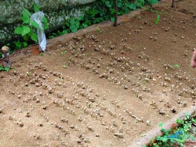 La Fundadora, una de las Primeras Haciendas Cafetaleras de Nicaragua La Fundadora, una de las Primeras Haciendas Cafetaleras de Nicaragua