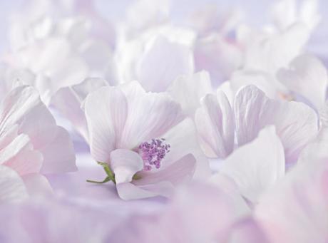 Nueva línea Weleda Bebé Derma para pieles con dermatitis atópica