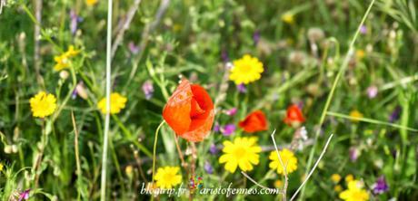 Amapolas de primavera