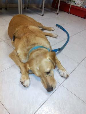 Levantarse con la pata izquierda