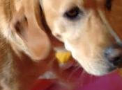 Levantarse pata izquierda