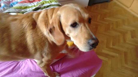 Levantarse con la pata izquierda