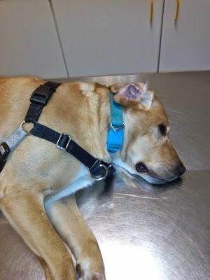 Levantarse con la pata izquierda