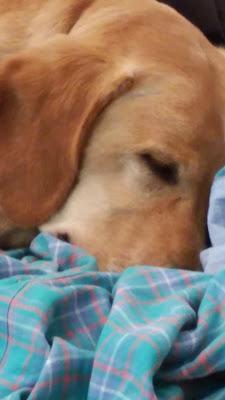 Levantarse con la pata izquierda