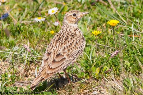 LARK-ALONDRAS(Alaudidae)