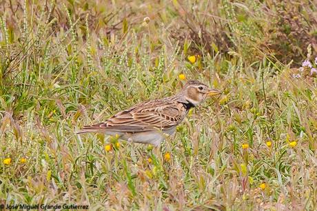 LARK-ALONDRAS(Alaudidae)